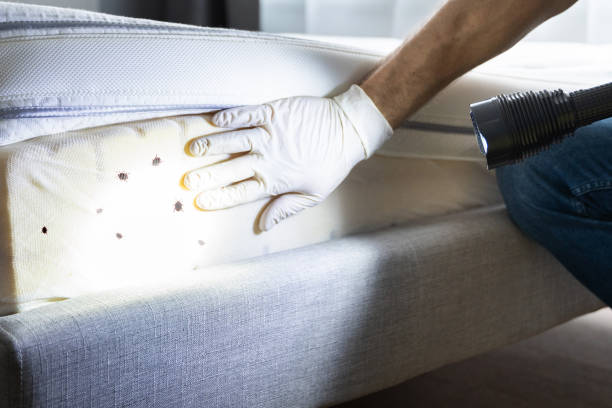Best Termite Control Services  in Eagle Mountain, UT