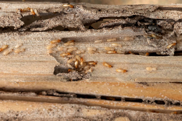 Reliable Eagle Mountain, UT Pest Control Solutions